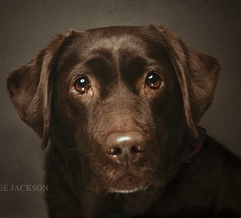 Chocolate lab puppies for adoption in ohio | homeppies