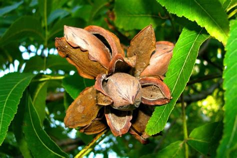 Pecan Shell Mulch » Top Tips on Use and Benefits