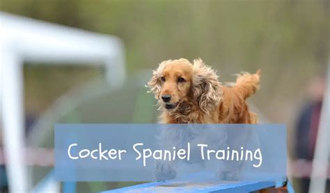 Cocker Spaniel - Easy Spaniel Training