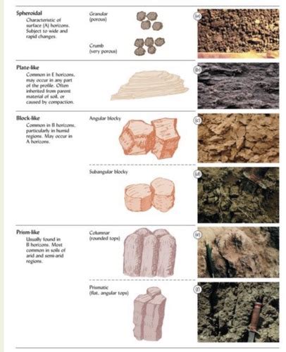 Soil Science Exam 2 Flashcards | Quizlet