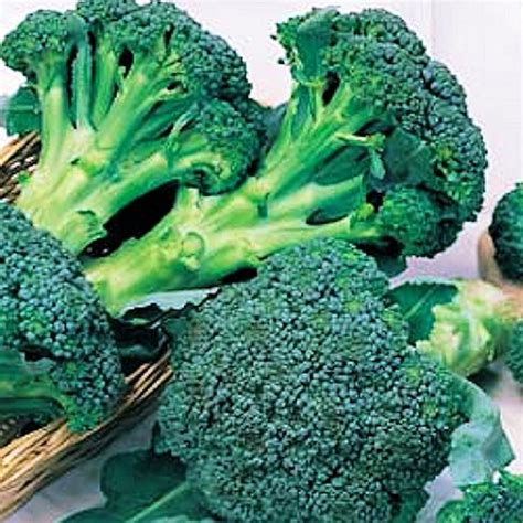 Broccoli Calabrese