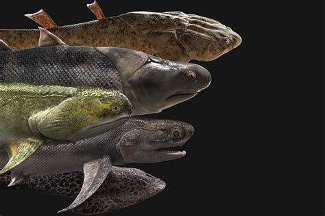 Gallery: Ancient Fish Fossils Reveal Evolutionary History - Caixin Global