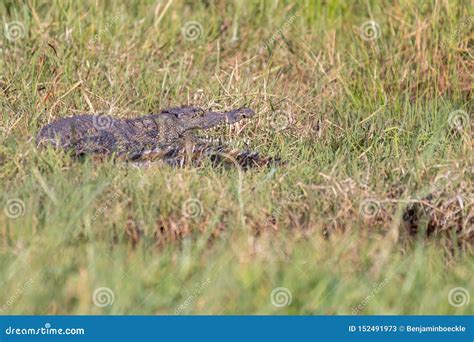 Small Nile Crocodile Showing the Teeth Stock Image - Image of african, nile: 152491973