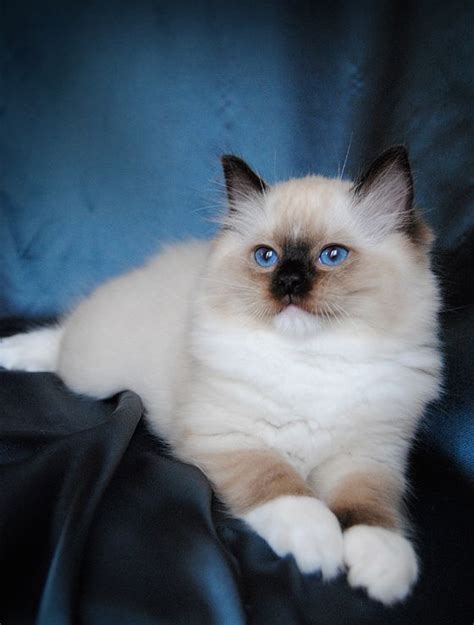 DARLIN'LIL'DOLLS. RAGDOLL KITTEN BREEDER. ONTARIO. | Ragdoll cat, Ragdoll kitten, Gorgeous cats