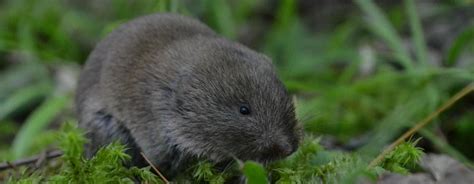 Woodland Vole | Vermont Atlas of Life