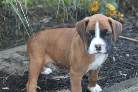 Boxer Puppies Free To Good Home