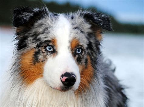 The Australian Shepherd Dog: A True Western Hero - CaninePlanet.net