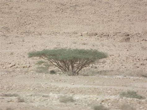 Trees of Israel – Broom Tree | Broom, Tree, Sand