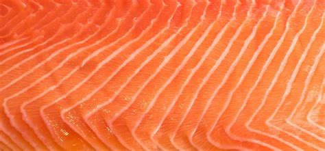 In The News, Summer 2010: Genetically Modified Salmon Ready for FDA ...