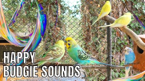 HAPPY BUDGIE SOUNDS FOR LONELY BUDGIES #birdsounds #budgies #parrot # ...