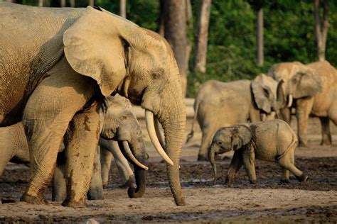 African forest elephant (Loxodonta africana cyclotis) | Save the elephants, Animals, Wildlife