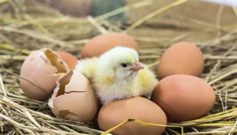 How Long Does it Take for a Chicken Egg to Hatch? | Animals - mom.me