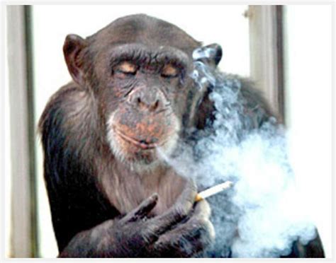 Monkey Smoking Memes - Imgflip