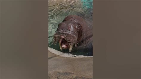 Male Walrus Practices Vocalizations - YouTube