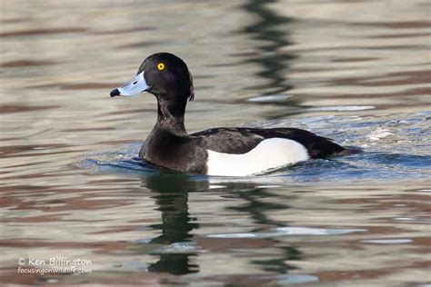 Male Tufted Duck (Aythya fuligula) | Focusing on Wildlife