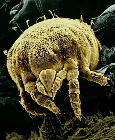 Mite Definition and Examples - Biology Online Dictionary