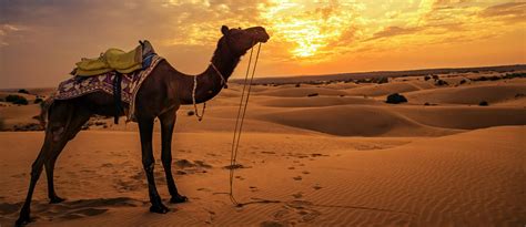 Visiting Thar Desert Pakistan: Location, Facts, & More | Zameen Blog