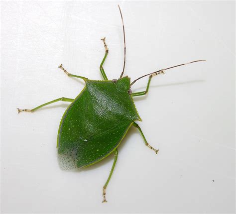 Green stink bug (Loxa sp cf viridis), Panama - a photo on Flickriver