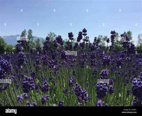 Lavender fields in Hokkaido, Japan Stock Photo - Alamy