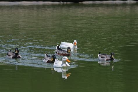 Ducks Swimming Together Free Stock Photo - Public Domain Pictures