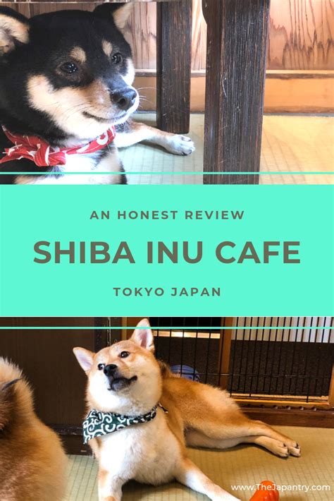 Shiba Inu Cafe Review - Tokyo Japan | The Japantry