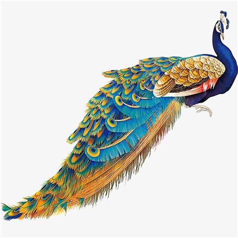 Peacock Tail Drawing