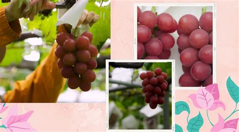 Ruby Roman, variety of grapes grown in Japan, can cost up to Rs 33,000 per bunch | Trending News ...