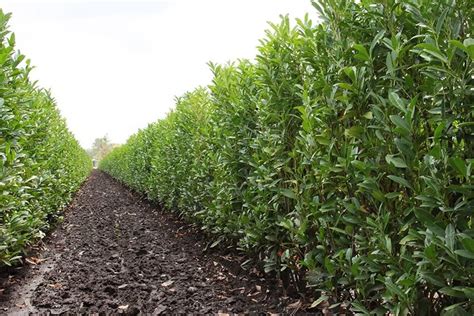 Schip Cherry Laurel (Prunus laurocersasus 'Schipkaensis') Hedges