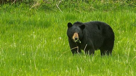 Bear attack in Port Coquitlam leaves 10-year-old girl with critical injuries - British Columbia ...