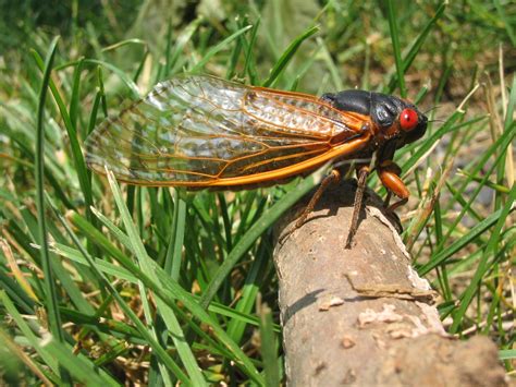 The 17-Year Cicada Swarms of Brood X Are Coming This Summer - Atlas Obscura