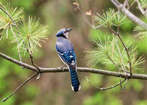 Blue Jay | Audubon Field Guide