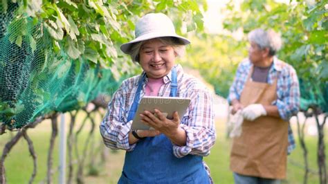 Asian Senior Woman Farmers Use Tablets To Check the Quality of Organic Grapes for Making Wine ...