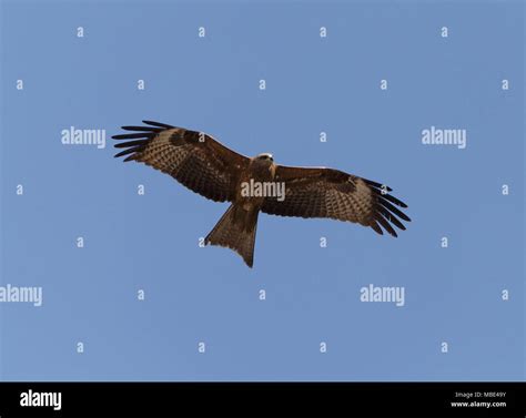 black kite flying in a blue sky Stock Photo - Alamy