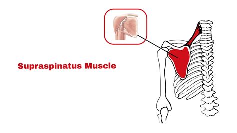 Supraspinatus Muscle