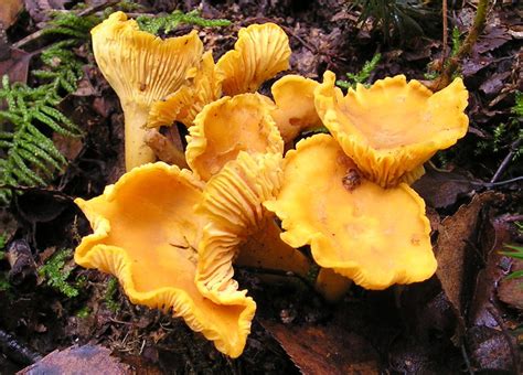 Quiz: Identifying Poisonous Mushrooms | RECOIL OFFGRID