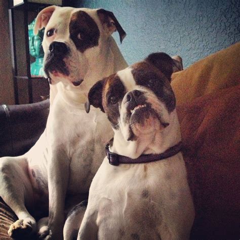 two brown and white dogs sitting on top of a couch