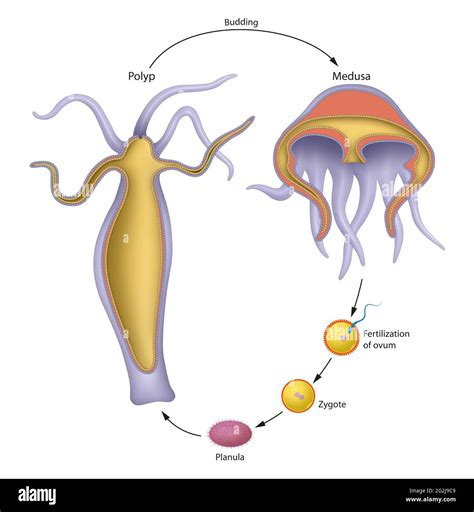 Thimble Jellyfish Larvae