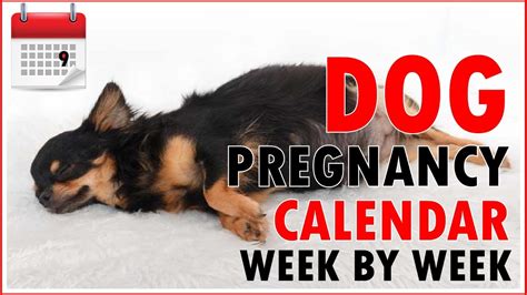 Early Stage 3 Week Dog Pregnancy Symptoms Pictures - pregnancysymptoms