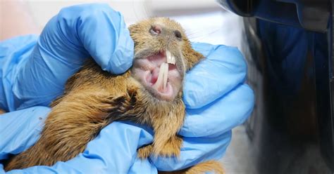 DSPCA rescue guinea pigs with 'overgrown' teeth and skin and issue warning to owners - Dublin Live