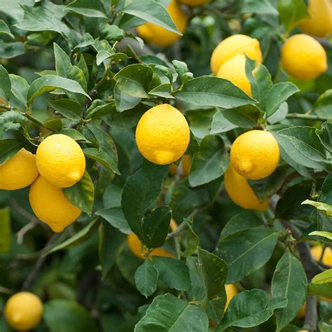 Meyer Lemon Tree from Stark Bro’s | Meyer lemon tree, Citrus trees ...