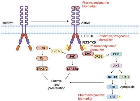 Cancers | Free Full-Text | Role of Biomarkers in FLT3 AML