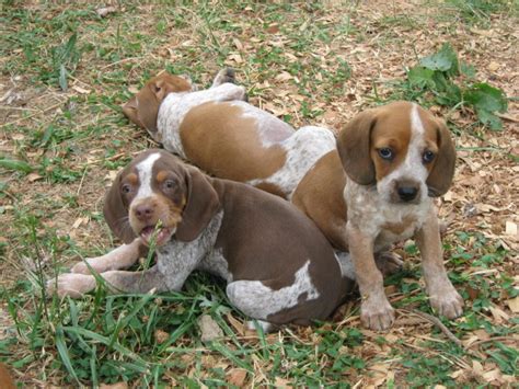 Treeing Cur Dog Info, Temperament, Puppies, Training, Pictures