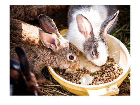 Can baby rabbits eat pellets · Hobby Farm Heaven