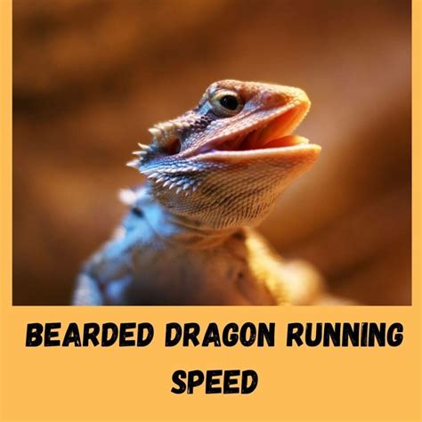 How Fast Can A Bearded Dragon Run?