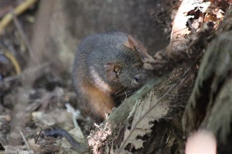 Yellow-footed Antechinus - Lake Eacham - ZooChat