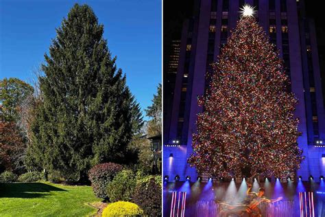 Rockefeller Center Tree: Details About NYC's Iconic, 58% OFF