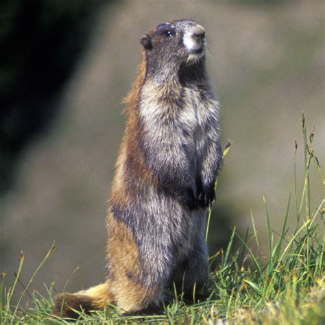 Olympic Marmot Monitoring - Olympic National Park (U.S. National Park Service)