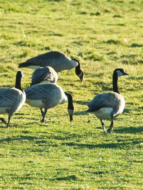 Flock of Geese Symbolism: Spiritual Meanings of Animal | Sarah Scoop