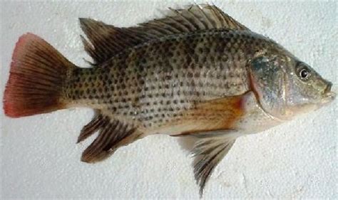 Oreochromis aureus - Alchetron, The Free Social Encyclopedia