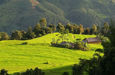 Paddy Field in the Sunlight Stock Photo - Image of field, asia: 35701336